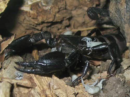 Crean antibiótico contra al tuberculosos con veneno de alacrán endémico de Chetumal