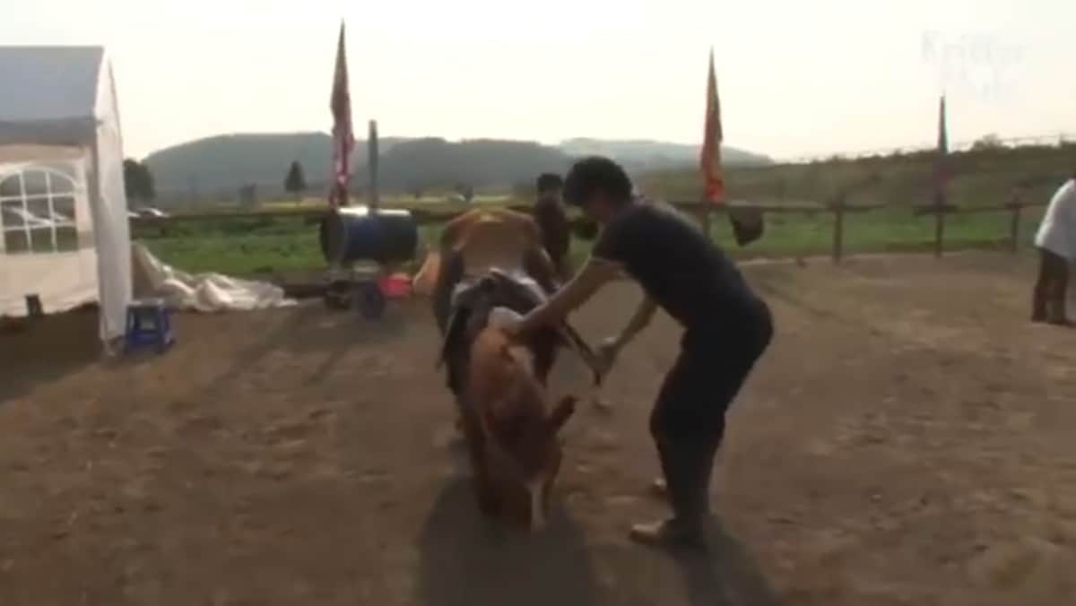 Video: Caballo finge estar muerto cuando alguien trata de montarlo