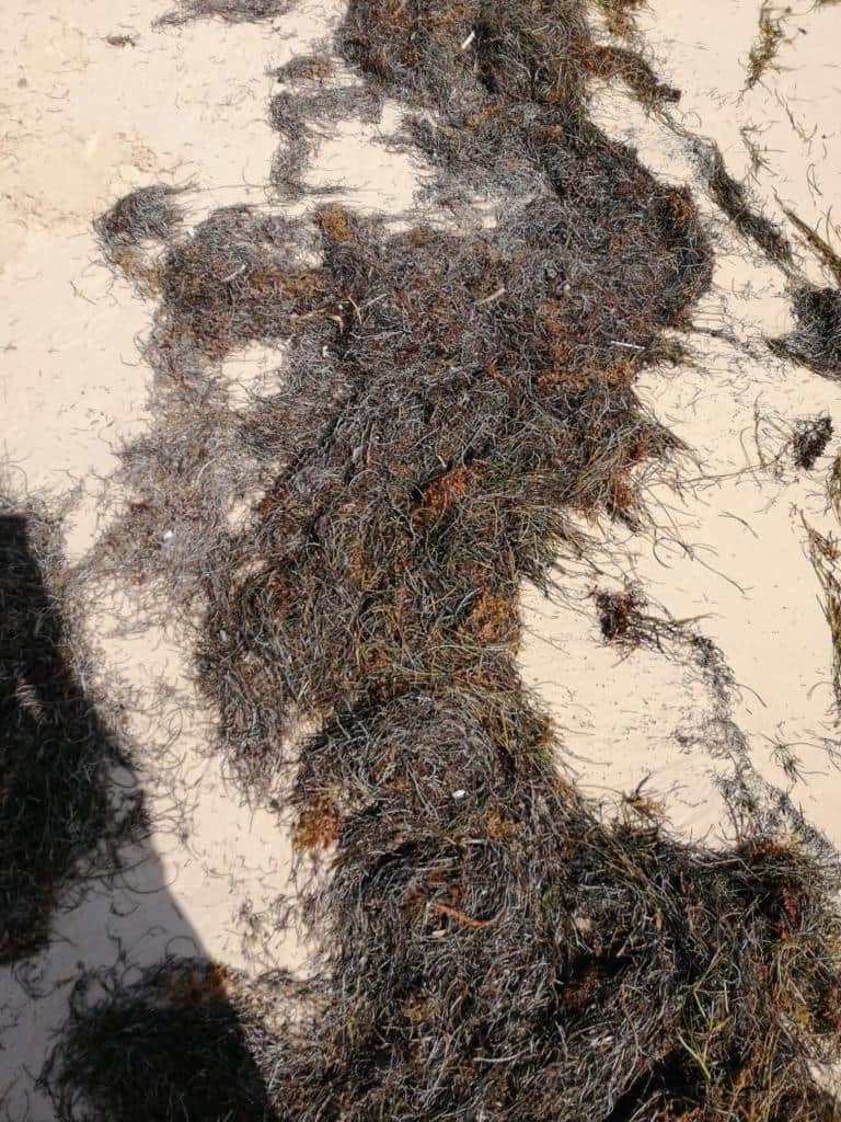 Recala pasto marino, no sargazo, en costas de Quintana Roo