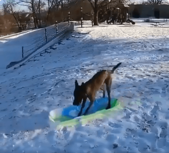 Video: Divertido perrito se desliza por la nieve y se hace viral
