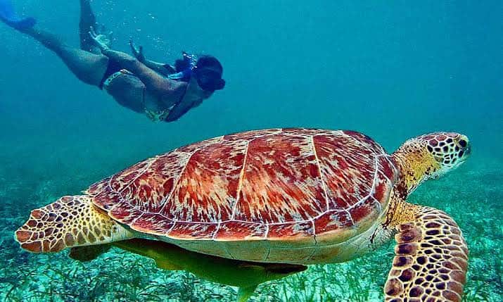 Descubre Akumal, el paraíso de las tortugas en la Riviera Maya