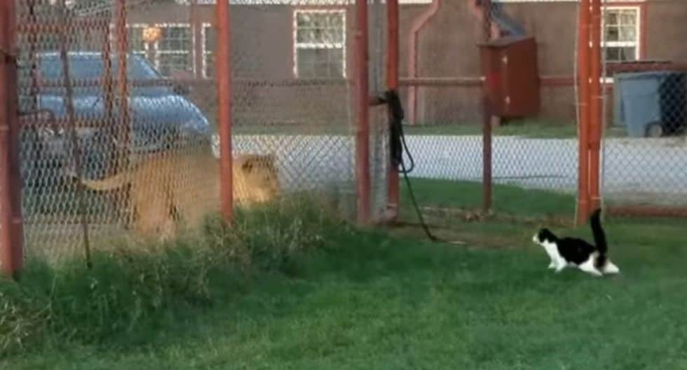 Video: Minino 'defiende' su casa de una enorme leona y se viraliza