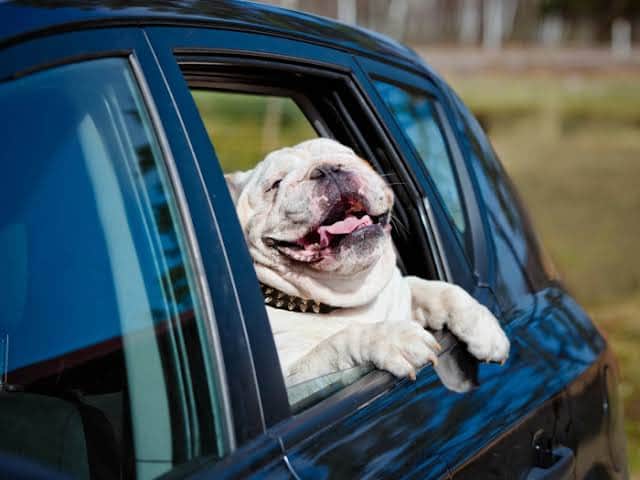 Video: Perrito de la calle vuelve viral por curiosa manera de ser adaptado