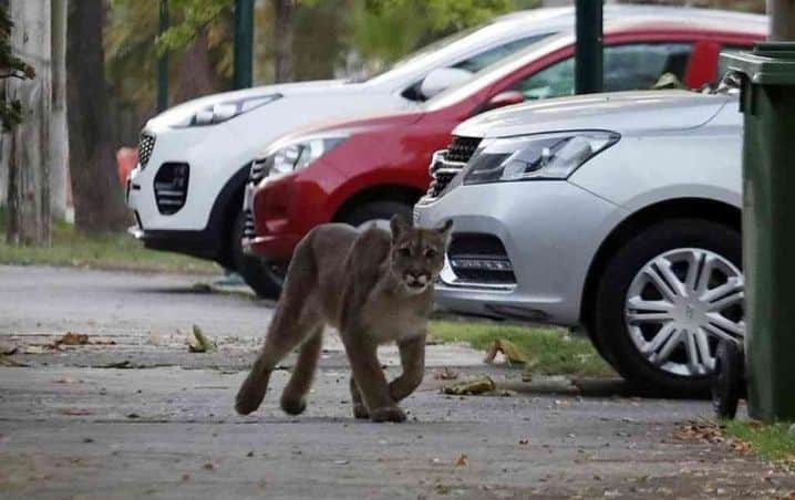 Puma se pasea en calles de Chile gracias a humanos en cuarentena por coronavirus