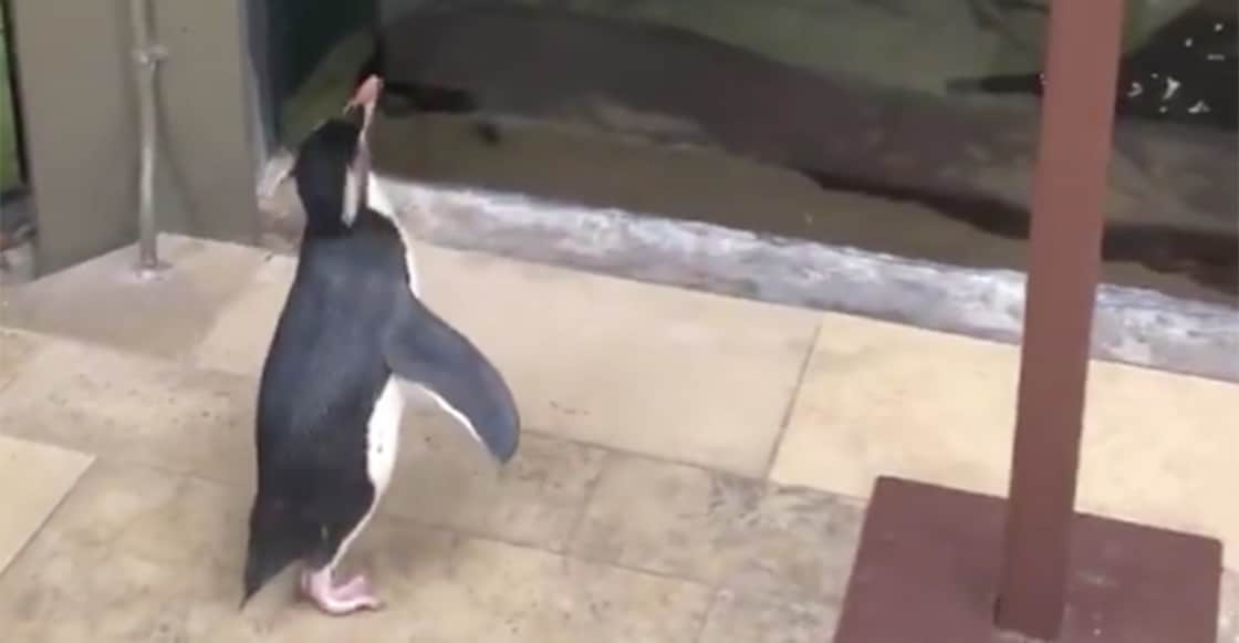 Pingüinos de un acuario cerrado por Covid-19, aprovechan para visitar a otros animales