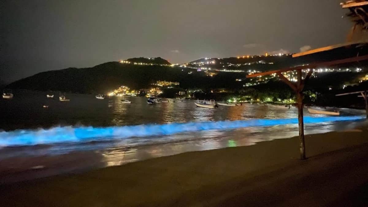 Así brilla el mar de Acapulco por bioluminiscencia es la ¡primera vez en 60 años!