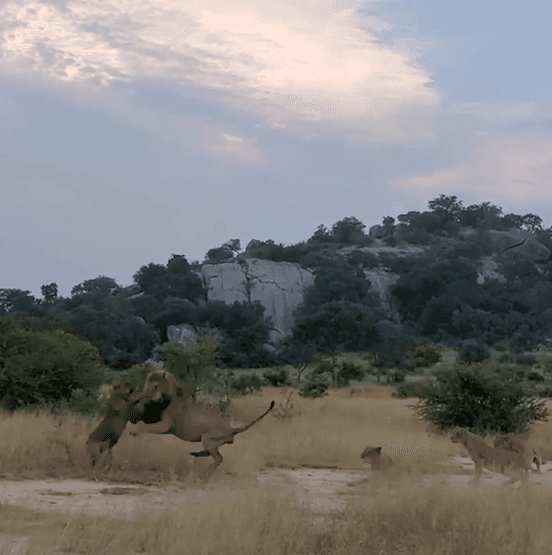 Video: líder de la manada expulsa a león de su territorio