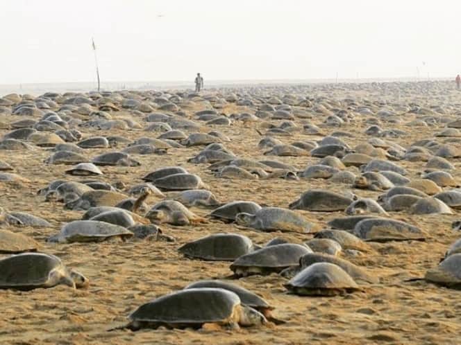 Anidan cientos de tortugas por primera vez en años en una playa vacía por Covid-19