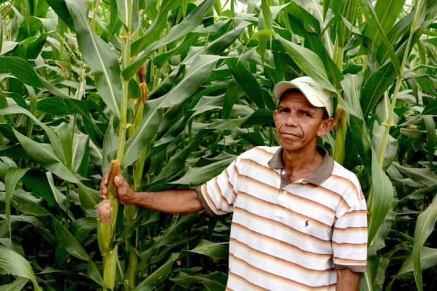 Productores de maíz de la Zona Maya podrían quedarse con sus cosechas 