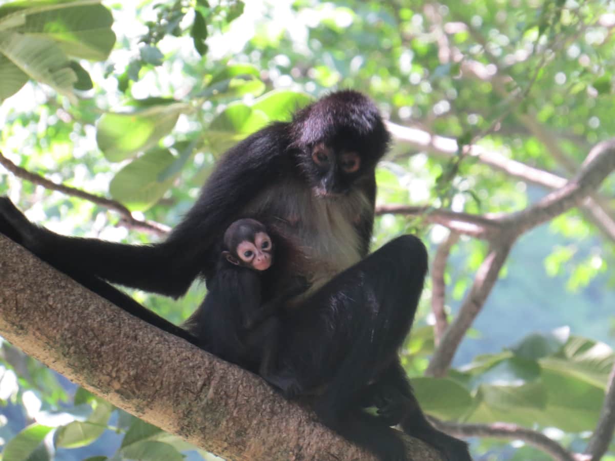 En riesgo santuario del mono araña en Playa del Carmen por incendio que consumió 30 hectáreas
