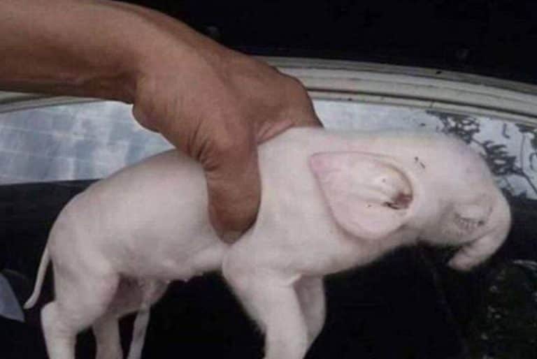 ¡Insólito! Cerdito nace con extraña trompa de elefante