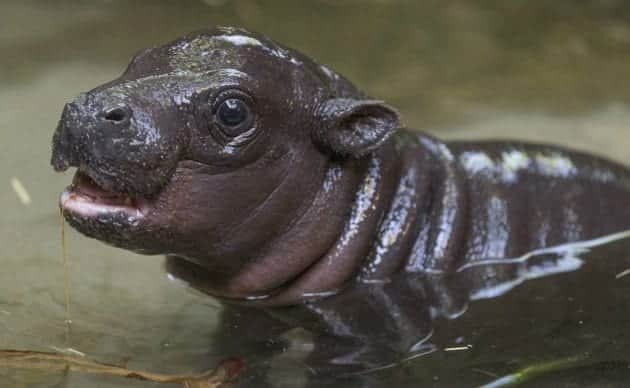 Por primera vez en 30 años nace hipopótamo pigmeo en zoológico de San Diego
