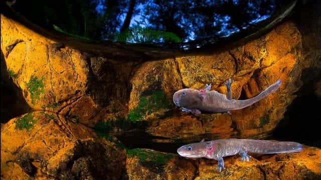 Galería: Conoce las fotografías que  ganaron en BigPicture: Natural World Photography 2020