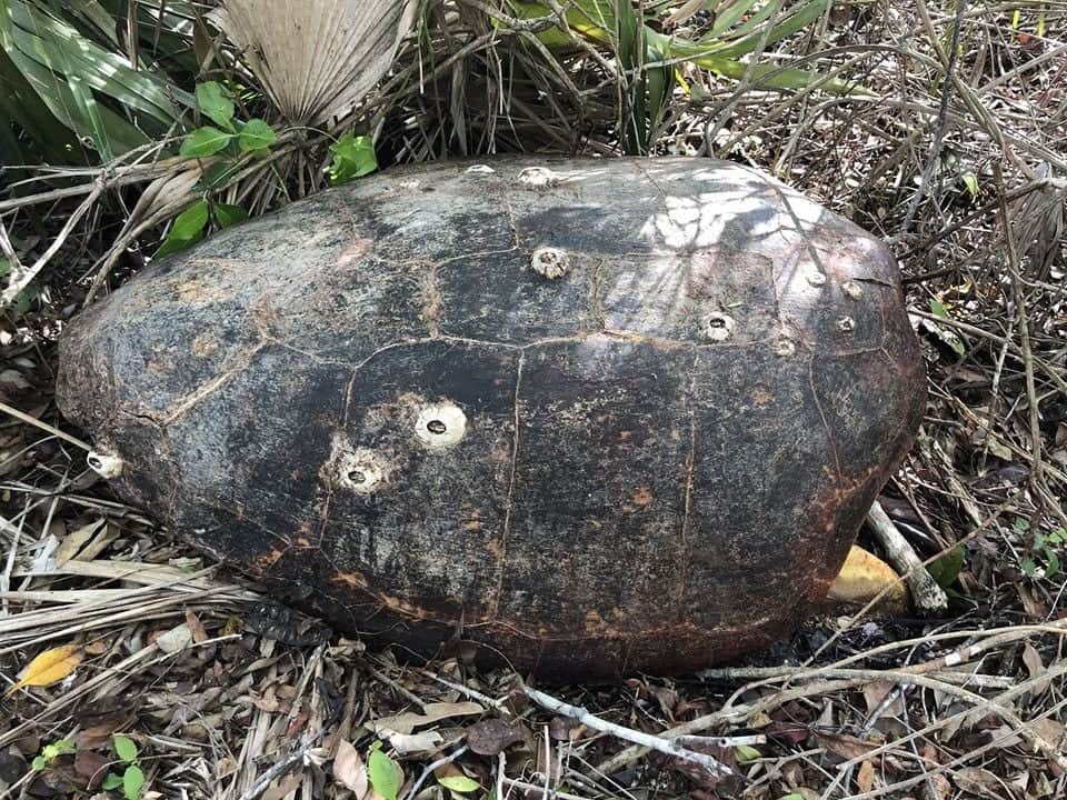 Matan tortuga marina, cargada de huevos, en Mahahual