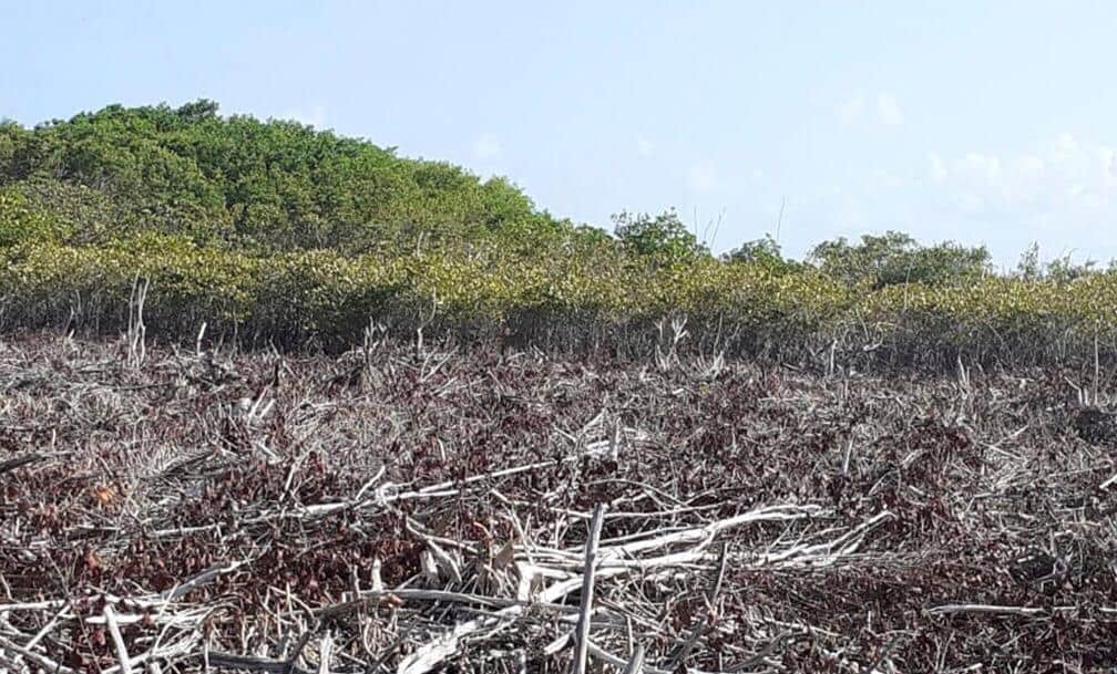 Aprovechan COVID-19 para talar mangle en Mahahual