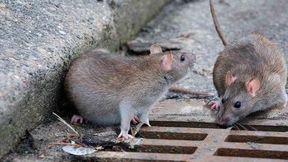 Alertan por nueva plaga de ratas por aislamiento de Covid-19 en la CDMX