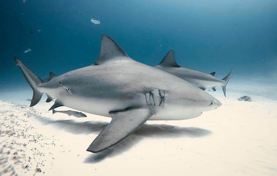 Pide Saving our Sharks respeto a la veda de tiburón en Quintana Roo