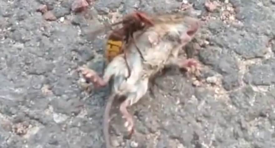 Video: Captan 'avispa asesina' matando a un ratón ¡en menos de un minuto!