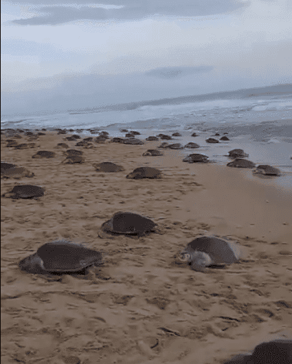 VIDEO: Miles de tortugas golfinas llegan a desovar a costas de Oaxaca