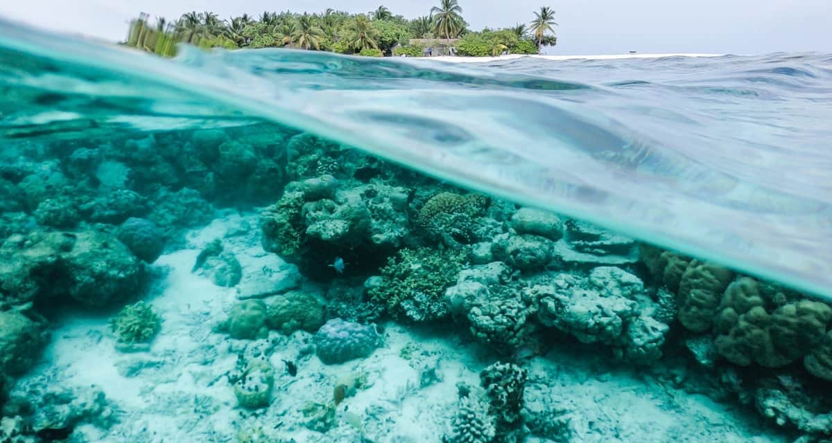 Protege Q. Roo playas y arrecifes para garantizar reactivación económica