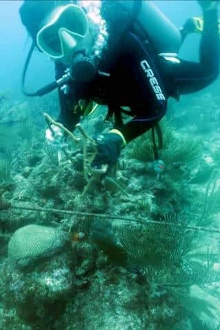 Restauran Corales del CEA tras tormenta tropical “Cristóbal” en la Riviera Maya