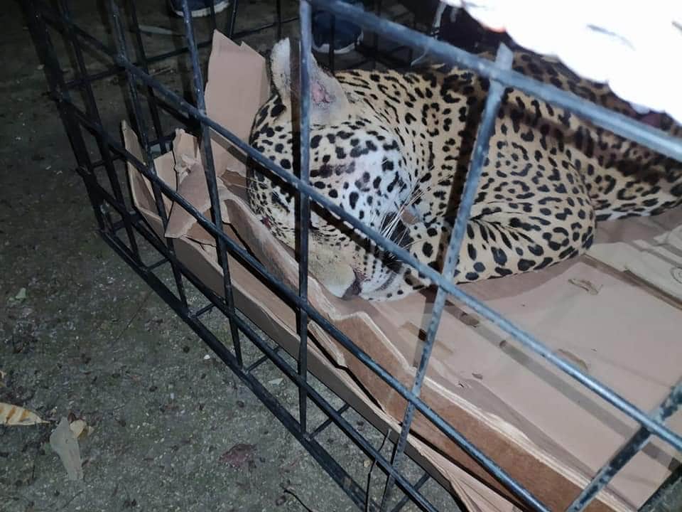 Atropellan a jaguar en el sur de Quintana Roo: sangra de hocico y nariz