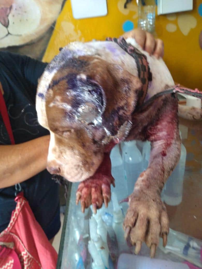 Pandemia disparó el abandono de animales en Cancún