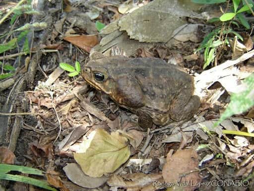 ¡Como plagas de Egipto! Ahora aparecen miles de sapos venenosos en EE.UU.