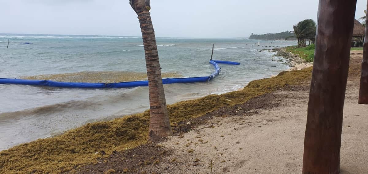 Sargazo rebasa barrera instalada en Mahahual