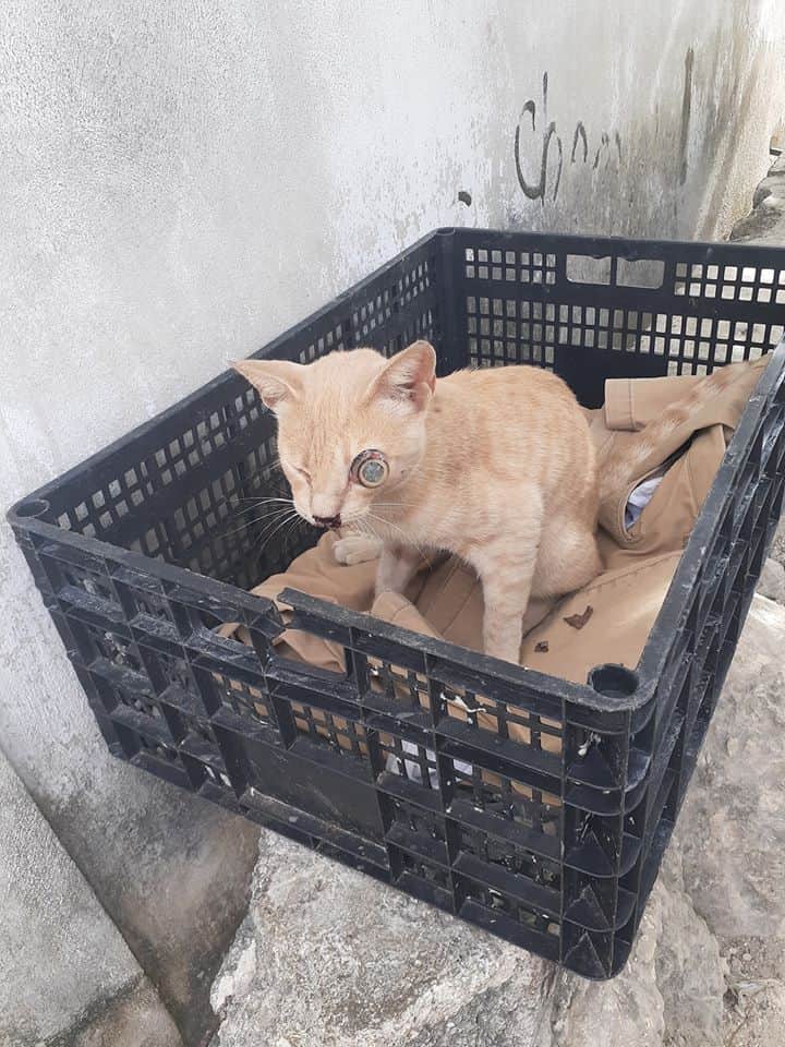 ¡Crueldad animal sin límites! Le sacan los ojos y la lengua a gato en Cancún