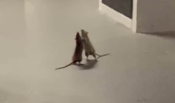 Video: ¡Como profesionales! Ratas se agarran a golpes y se hacen virales