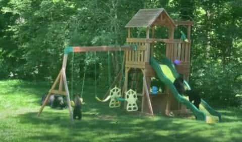 Captan familia de osos jugando en un parque infantil