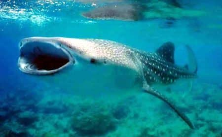 Fotos: Revelan que tiburón ballena tiene ¡dientes en los ojos!