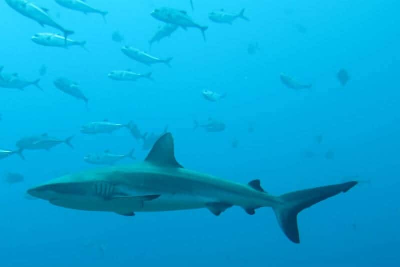 Video: Buzos tienen 'aterrador' encuentro con un enorme tiburón blanco que los sorprendió