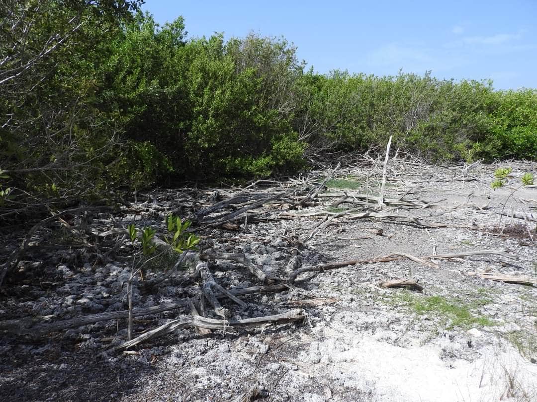 ¡Ecocidio en Cozumel al amparo del Ayuntamiento!