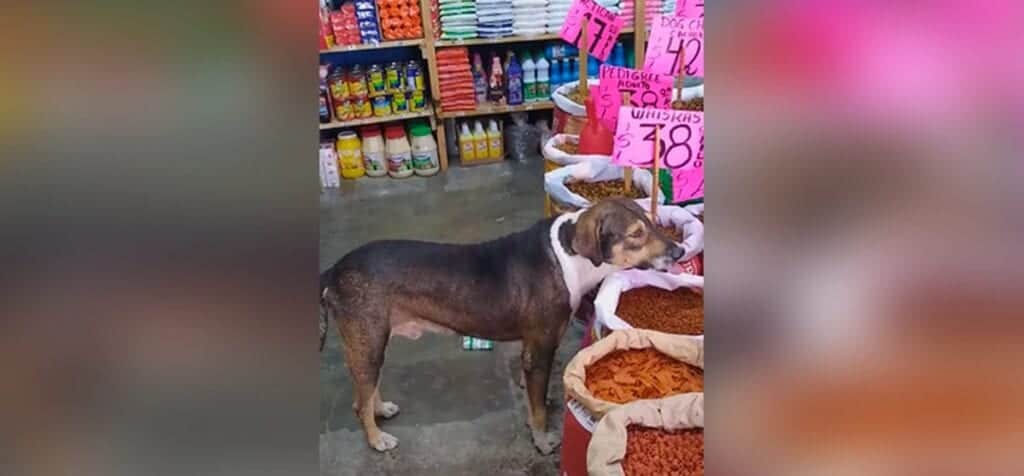 Deja que perrito callejero coma croquetas en su tienda y se viraliza