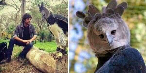 Águila harpía; la gigantesca ave que atemoriza por ser del tamaño de un humano