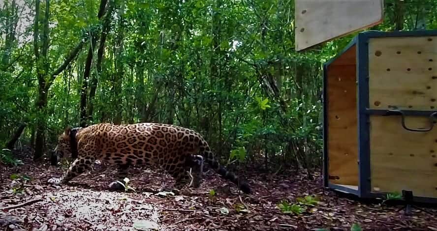 Salva, curan y liberan a jaguar atropellado en Chetumal