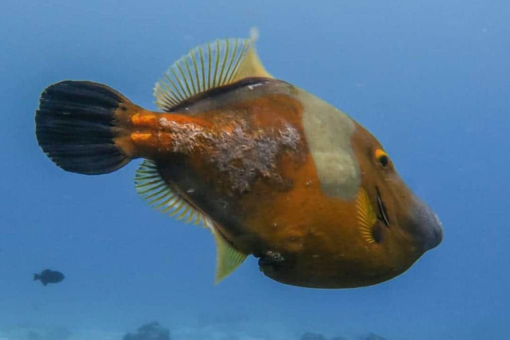 Detectan peces enfermos en Cozumel