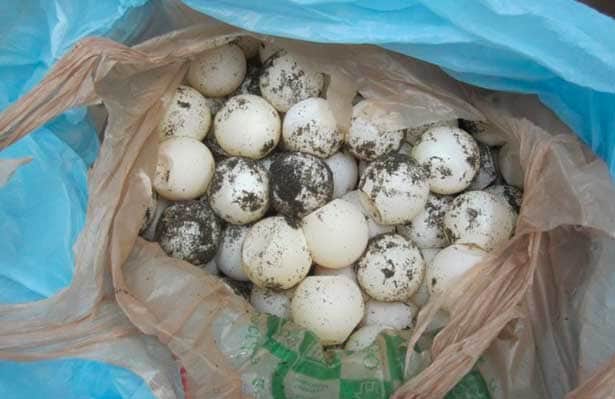 Profepa decomisó 18 mil huevos de tortuga golfina en Oaxaca