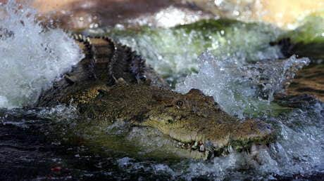 Video: Asombra cocodrilo nadando y moviéndose como un delfín