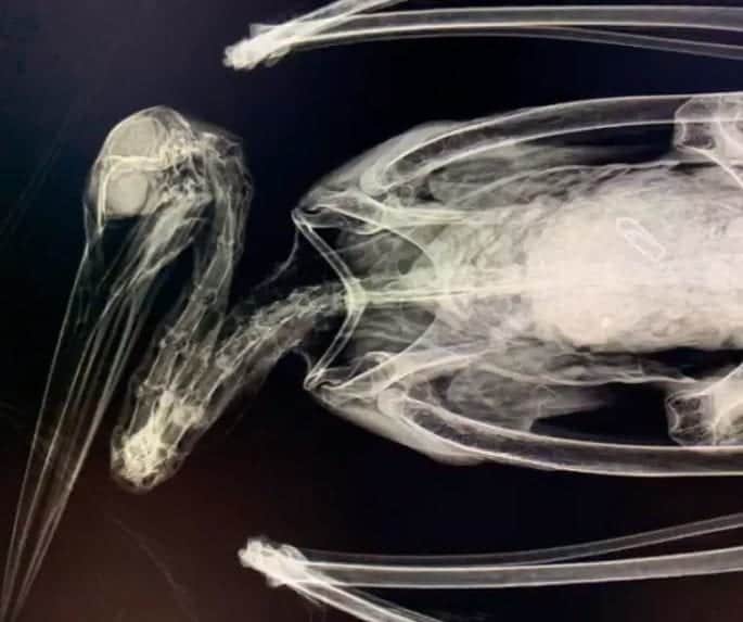 Fuertes imágenes muestran a una cigüeña muerta por comer plástico del agua