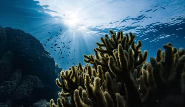 Trabajan en recuperación de arrecifes dañados en Quintana Roo tras el paso de huracanes