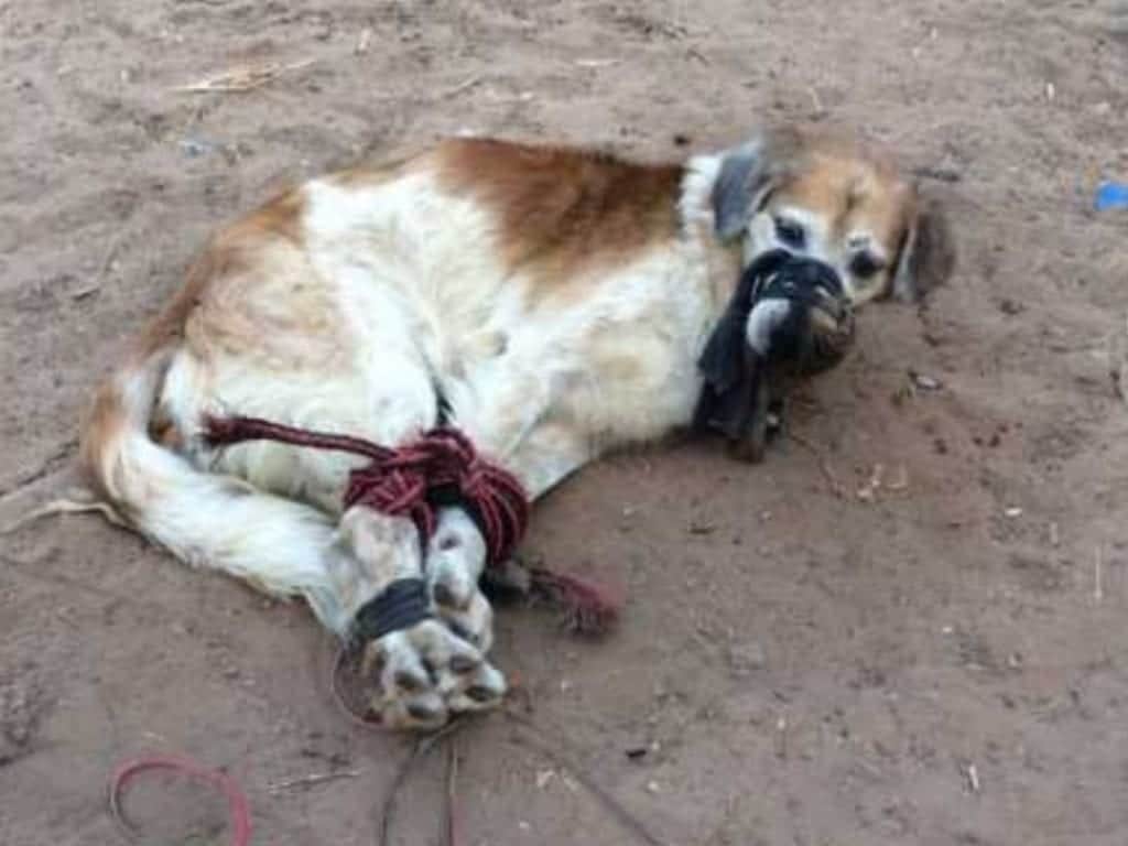 ¡Maltrato animal! Amordazan y arrojan a un perro en terreno baldío
