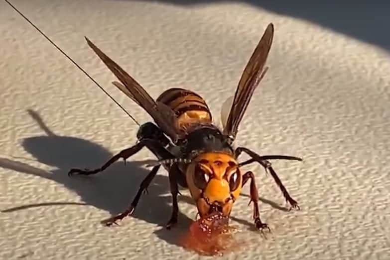 Encuentran en EU por primera vez un nido de avispón "asesino" asiático