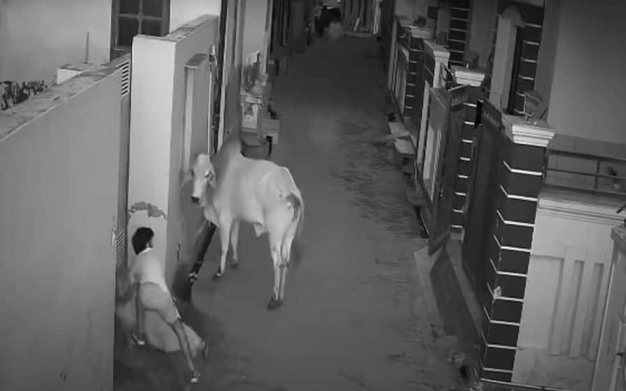 ¡Valiente! Niño defendió a su abuela de que un toro la atacara