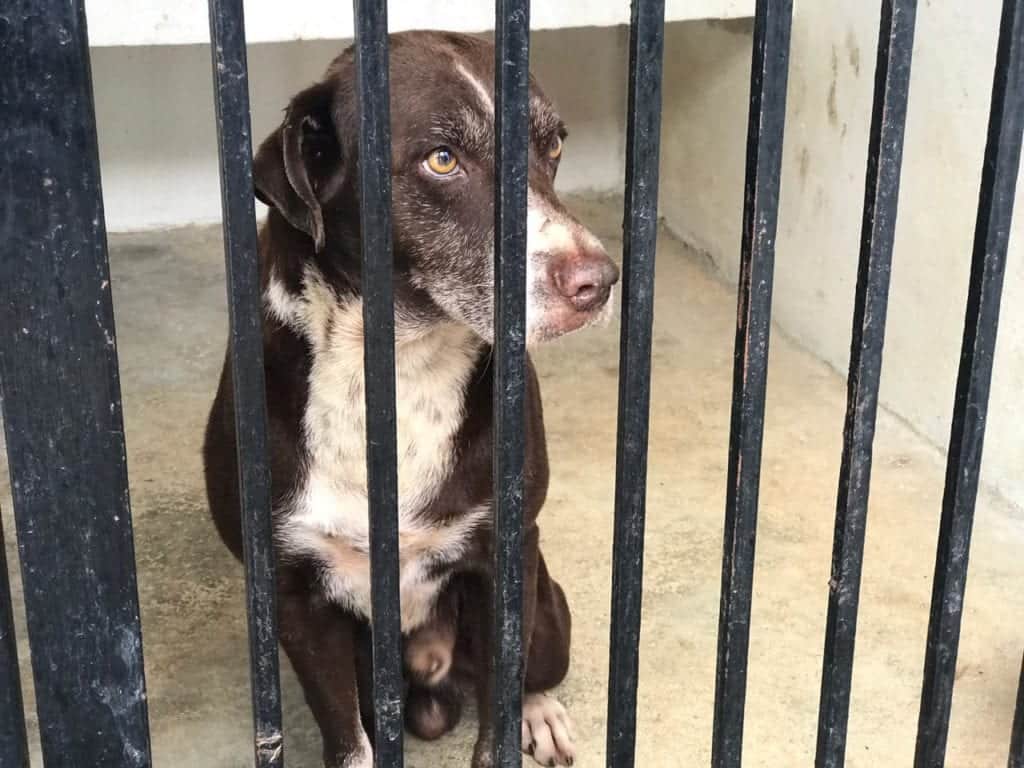 Crecieron casos de maltrato animal en Cancún 50% durante pandemia