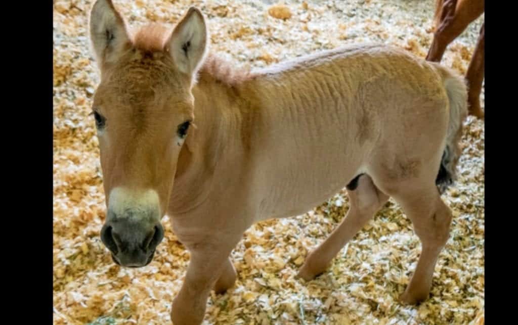¡Increíble! Clonan con éxito una especie en peligro de extinción