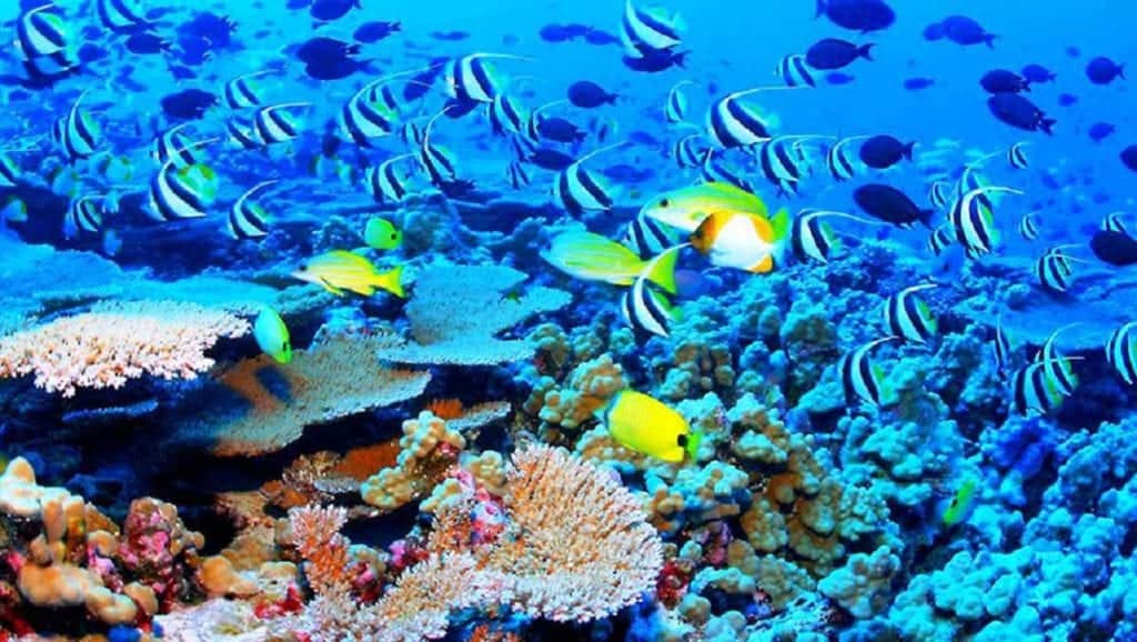 Destaca Quintana Roo por la siembra de corales y aseguramiento de arrecifes ante huracanes