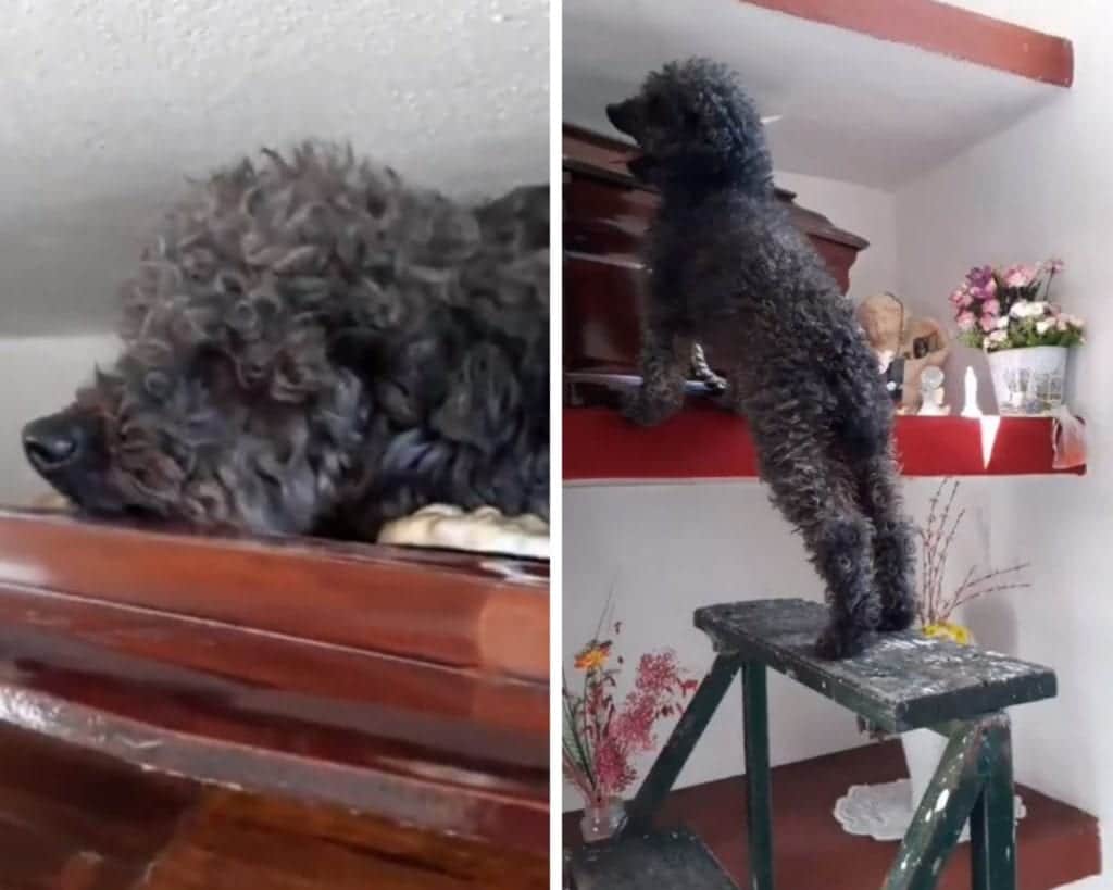 ¡Emotivo! Perrito se emociona y hace compañía a la tumba de su dueña que murió hace años